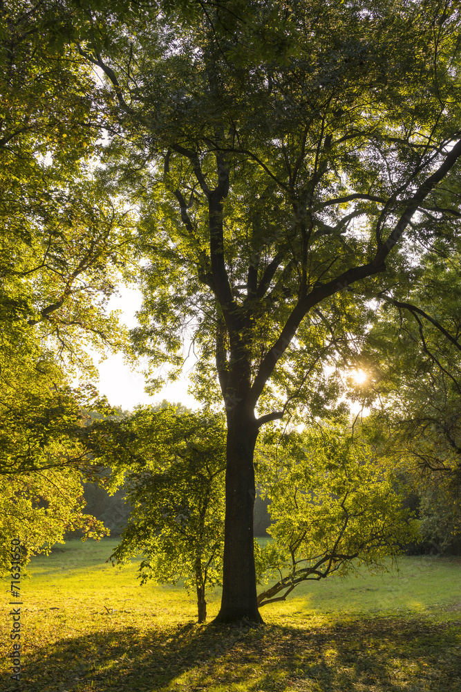Fototapeta premium Herbst 08343