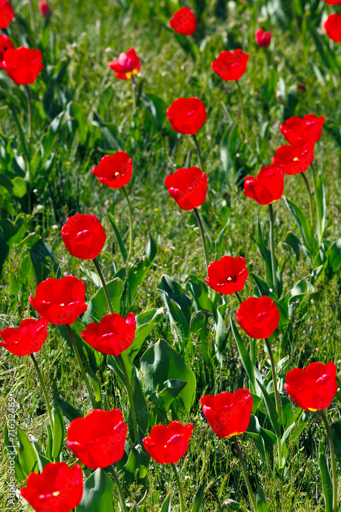 Fototapeta premium Field of red tulips