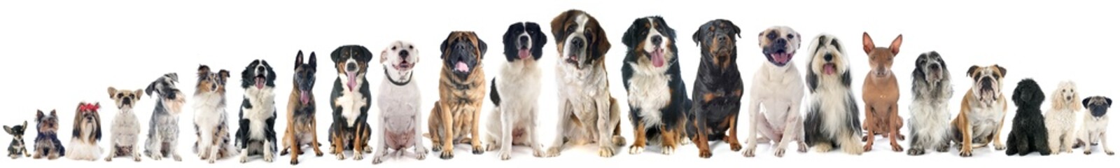 Acrylglasbilder Hund Verspielte Hundegruppe im Freien  © cynoclub