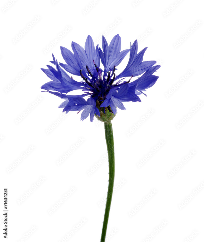 blue cornflower blue cornflower