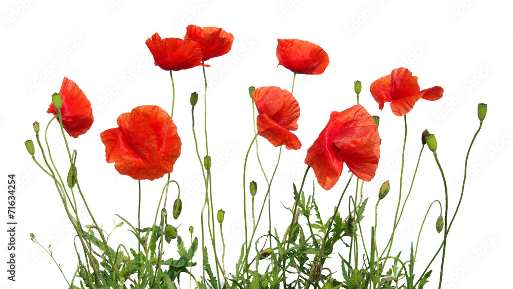 Obraz premium Czerwony mak