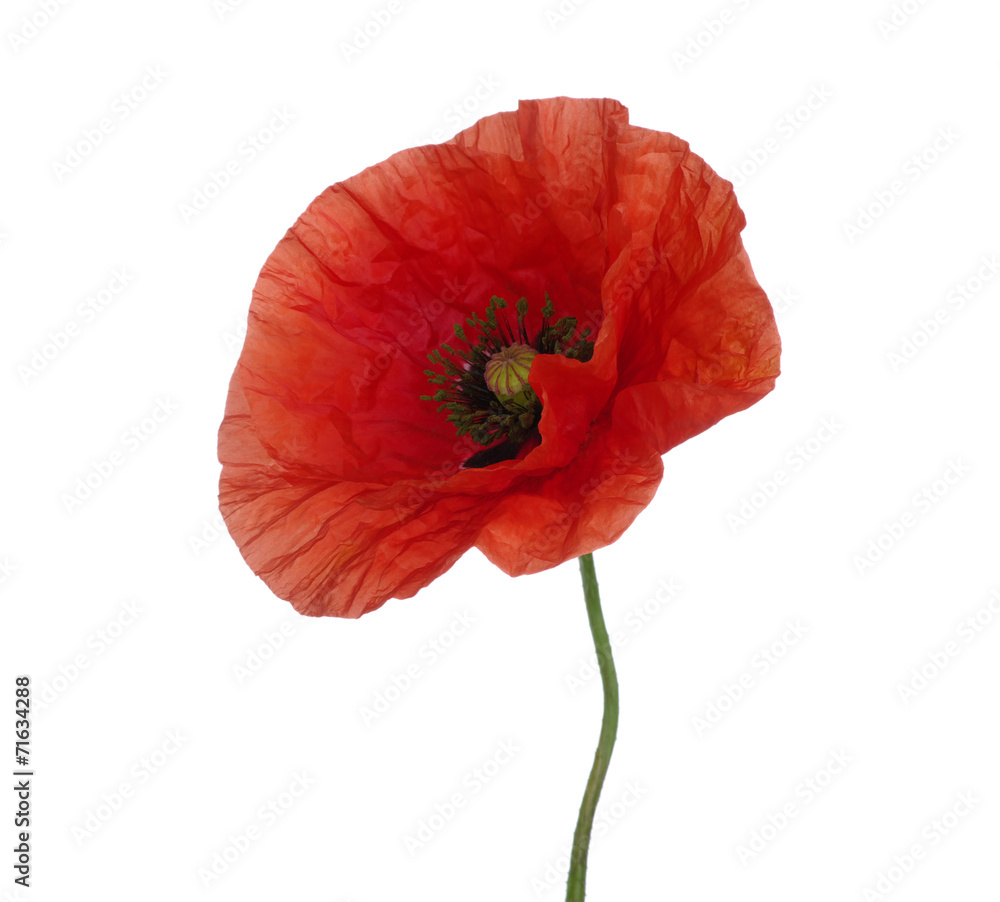 Fototapeta premium Czerwony mak