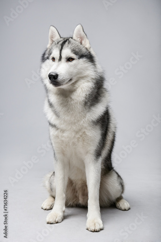 Portrait of siberian husky on gray background