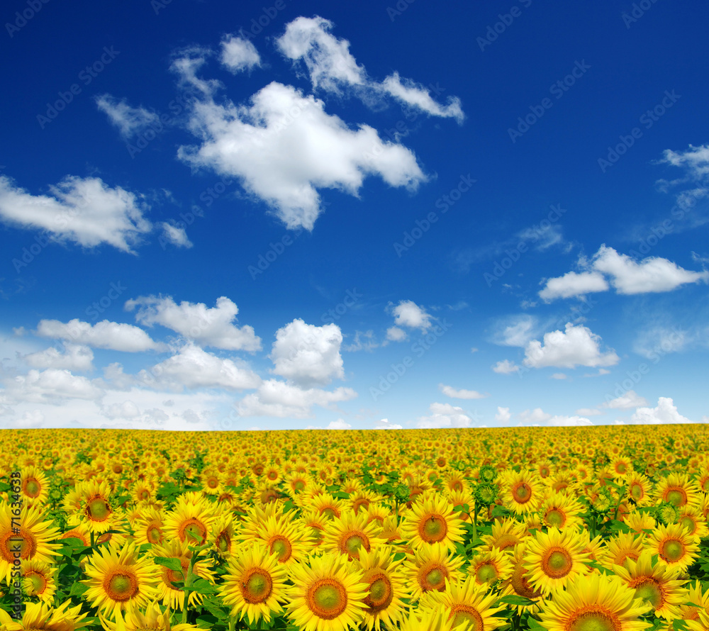 Fototapeta premium sunflowers field