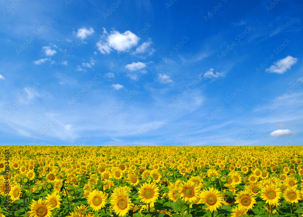 Fototapeta premium sunflowers field