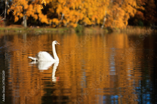 Swan on a lake © Teemu Tretjakov