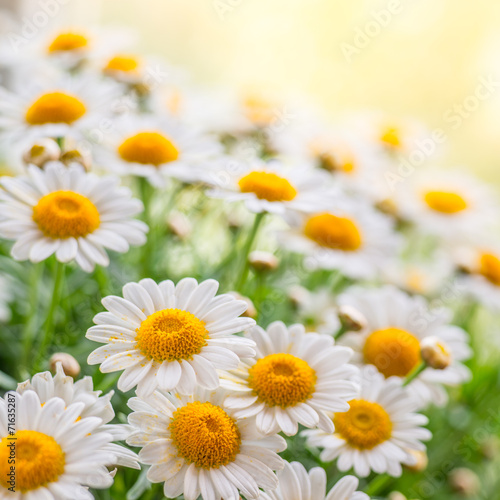 Fototapeta Naklejka Na Ścianę i Meble -  naure power