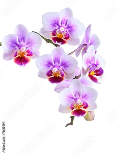 Fototapeta Naklejka Na Ścianę i Meble -  orchid on the color background