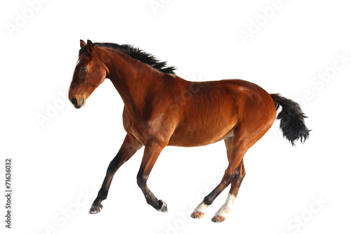 Happy bay horse running isolated on white