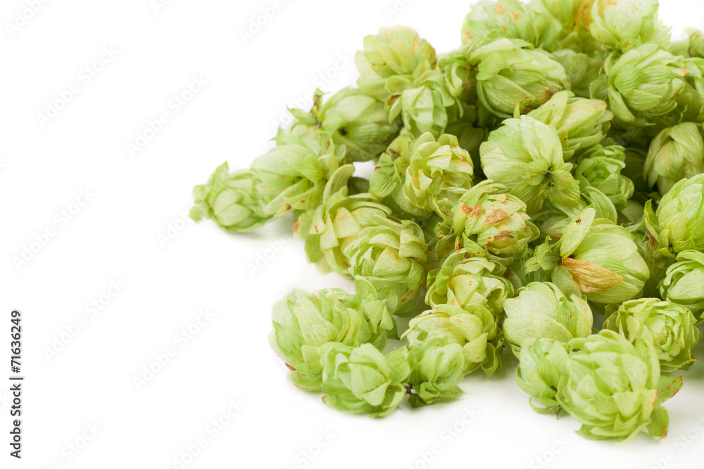Fresh green hops Fresh green hops