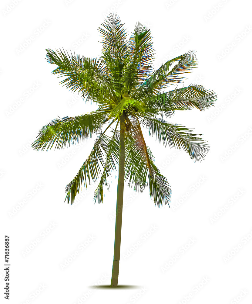 Fototapeta premium Palm tree. Vector illustration
