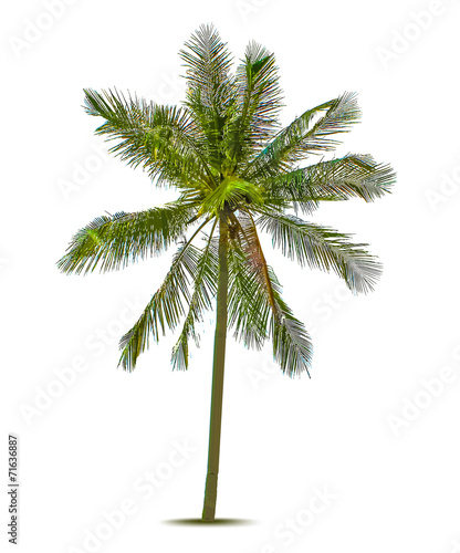 Palm tree. Vector illustration