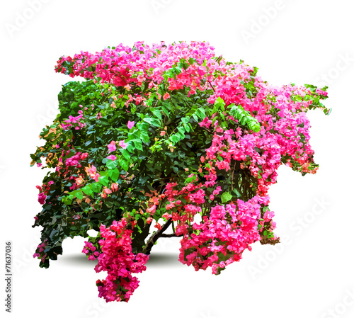Plant with flowers and leaves. Decorative tree. Vector © emaria