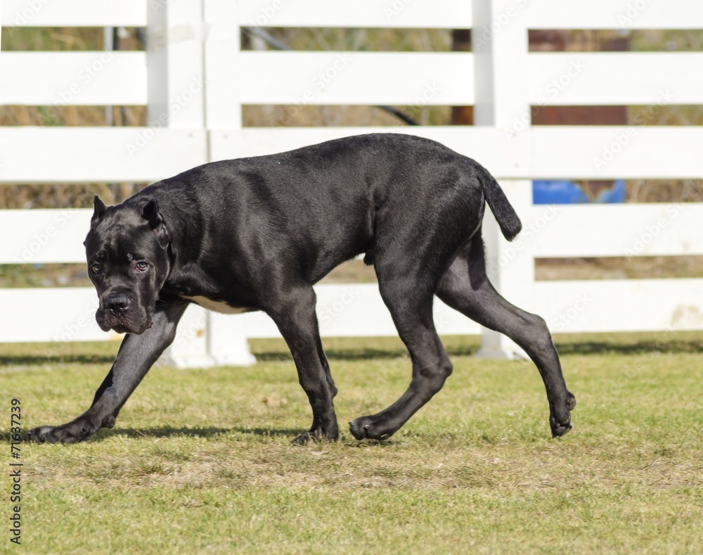 Obraz premium Cane Corso