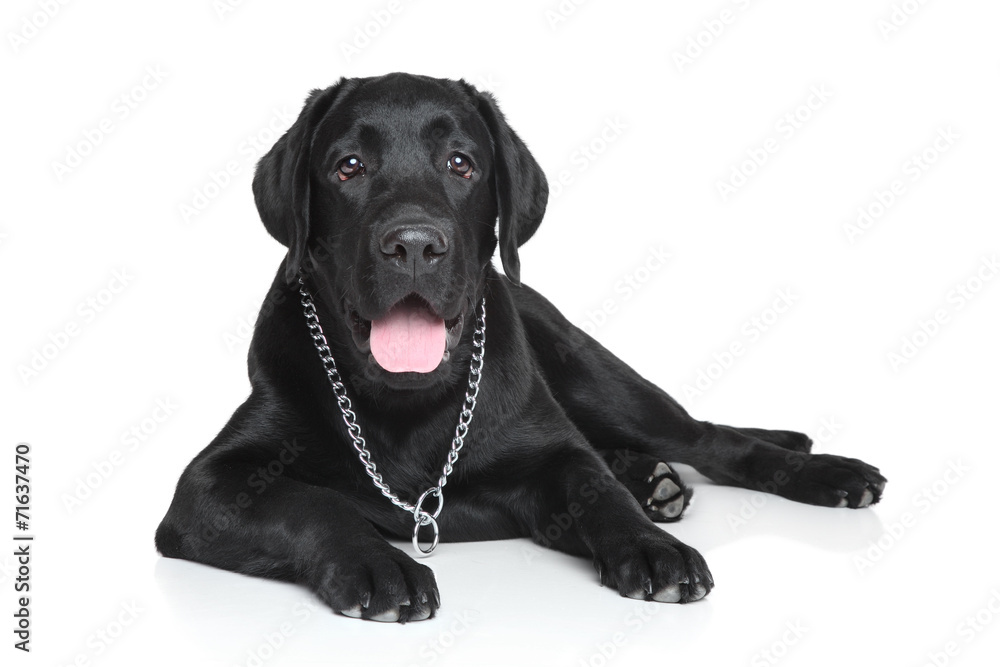 Black Labrador puppy