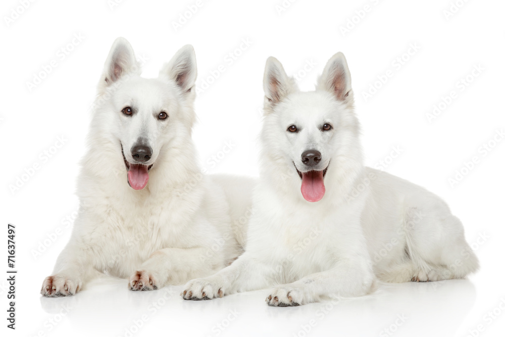 Two White Swiss Shepherd dogs