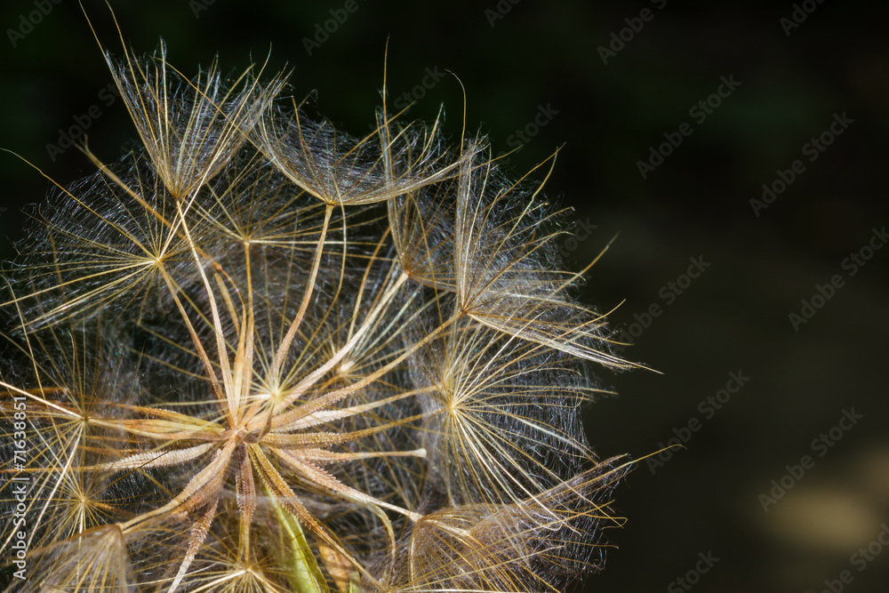 Macro view of some dandelion seeds.