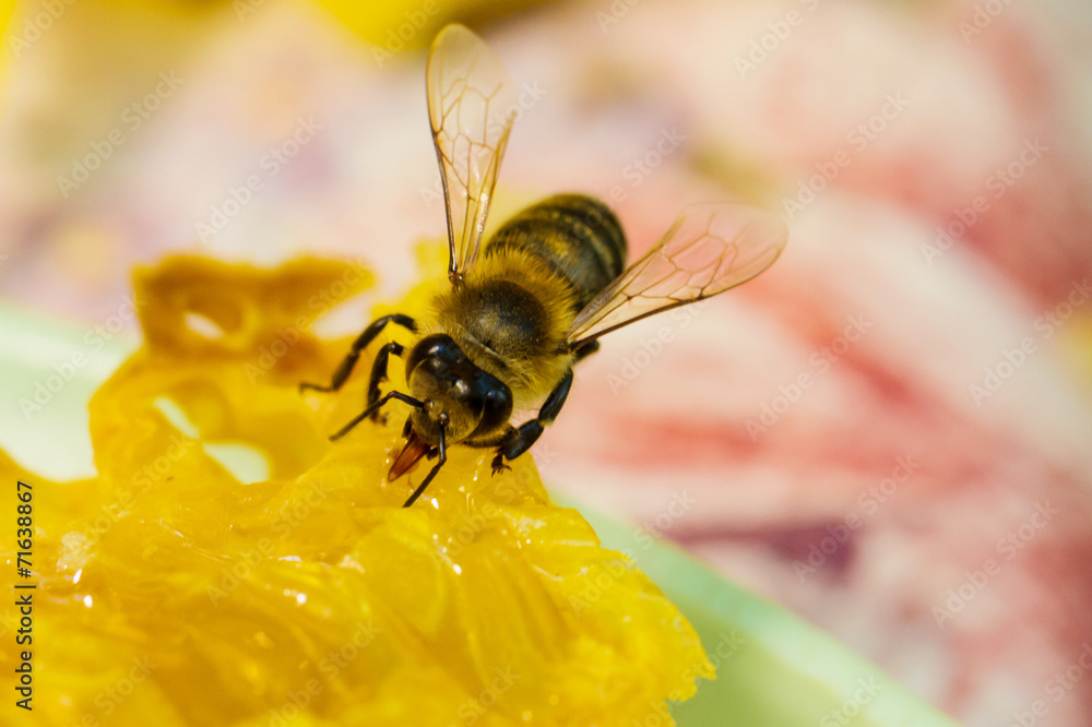Bee gathering honey and nectar with proboscis. Bee gathering honey and nectar with proboscis.