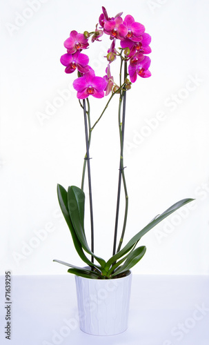 Orchid Isolated on white background