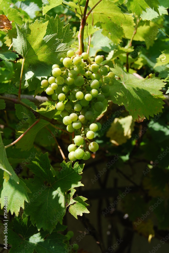 White grape cluster