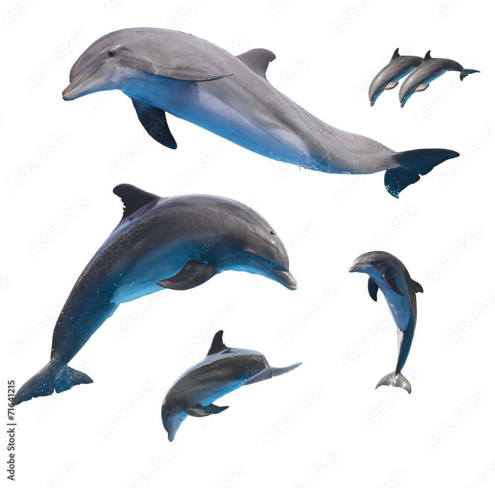Obraz premium skaczące delfiny na białym tle