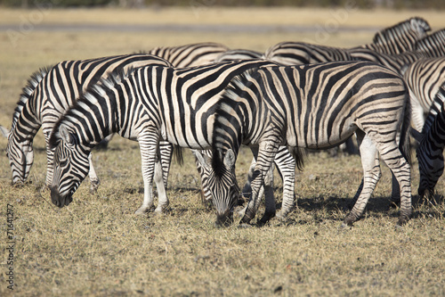 Zebras grazing grass in the african savannah