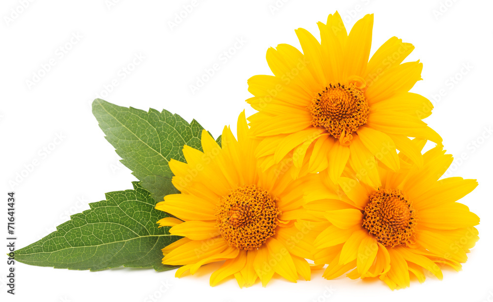 Obraz premium yellow flowers isolated