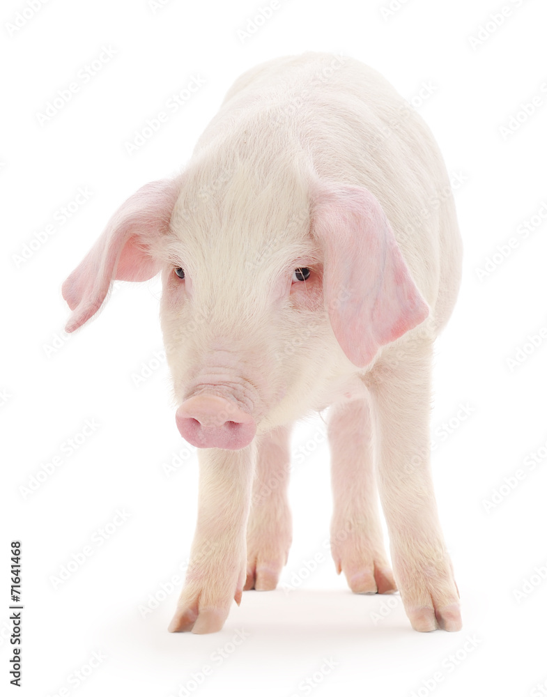 Pig on white Pig on white