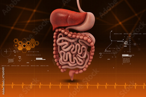 human digestive system