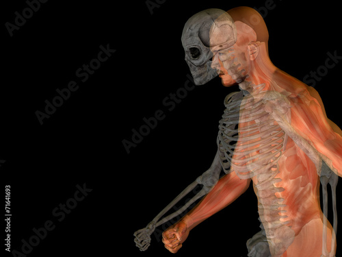 Fototapeta Naklejka Na Ścianę i Meble -  3D human man anatomy for health or medicine