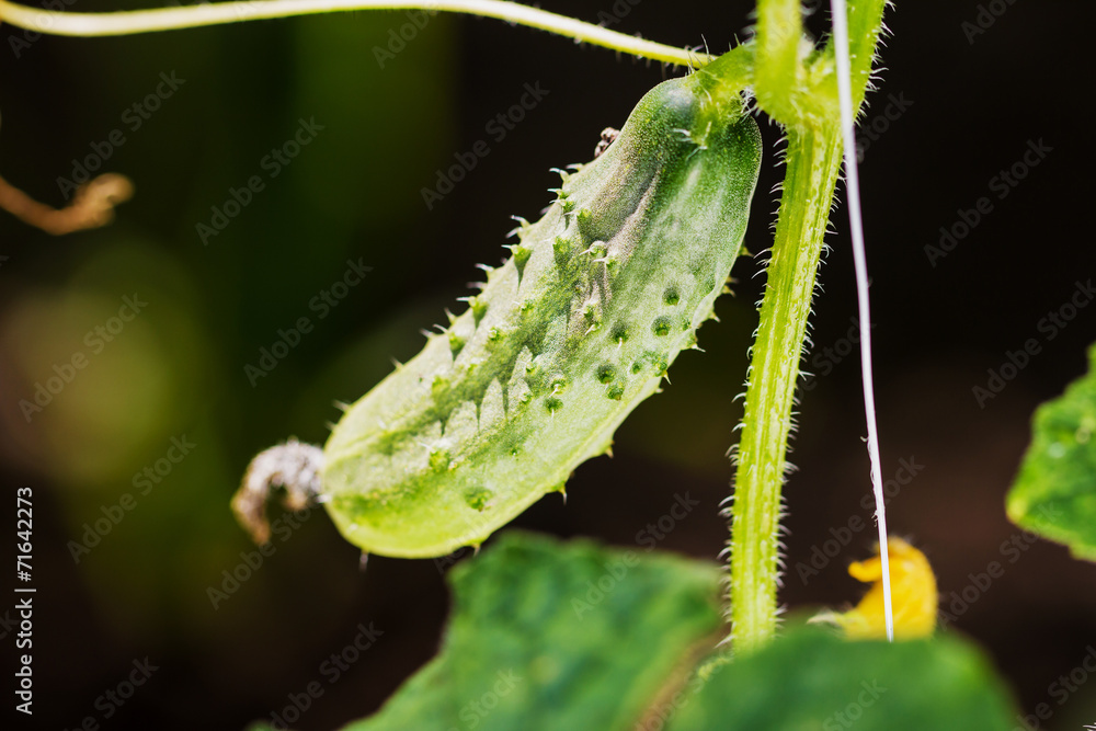 Naklejka premium Fresh cucumber plant in greenhouse.