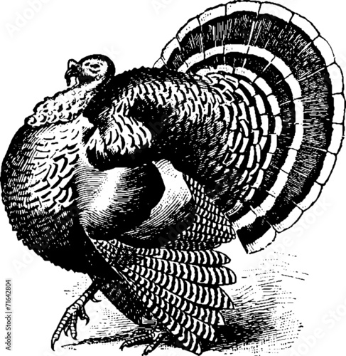 Vintage picture Thanksgiving Day turkey