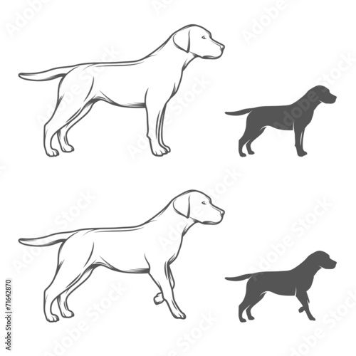 Dog in different poses isolated on white background