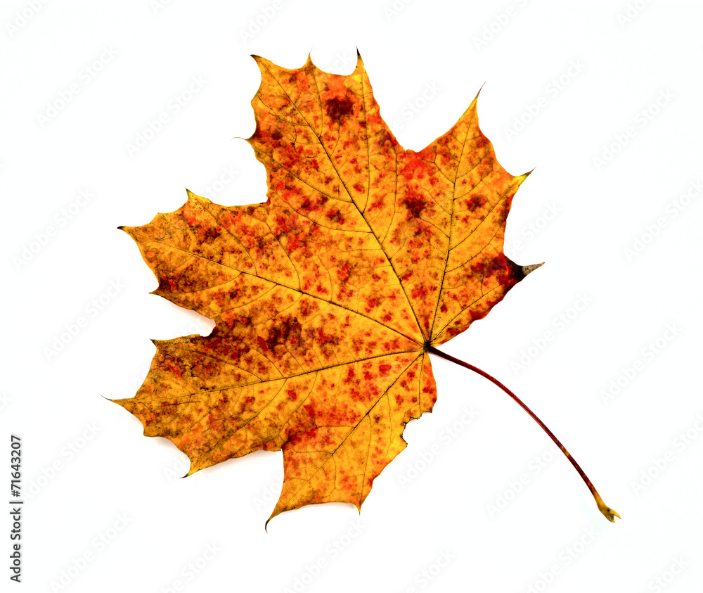 Obraz premium autumn maple leaf isolated on white background