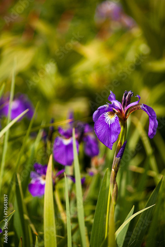 Irises