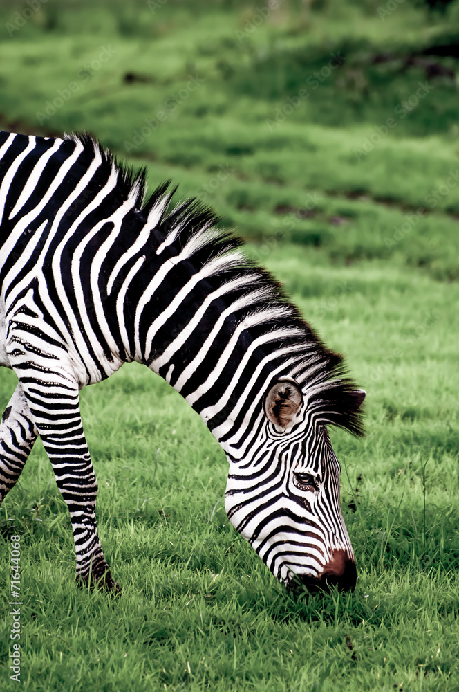 Zebra Grazing