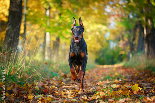 Foto Doberman Pinscher dog