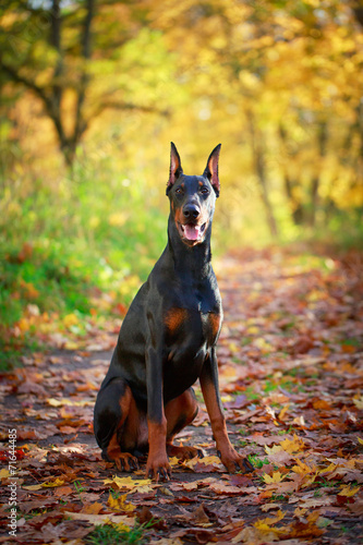 Doberman Pinscher dog © DragoNika