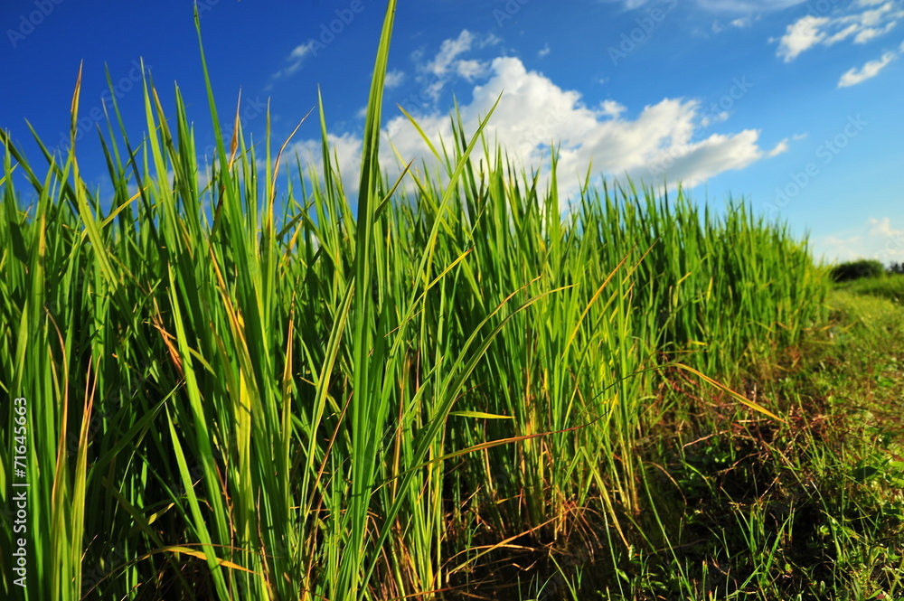 Rice Paddy Fields in Green Season