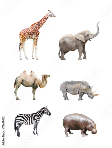 Great collection of big african mammals.