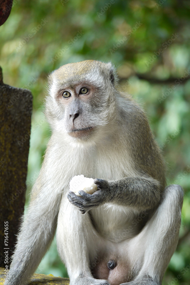 Fototapeta premium Portrait of a Monke