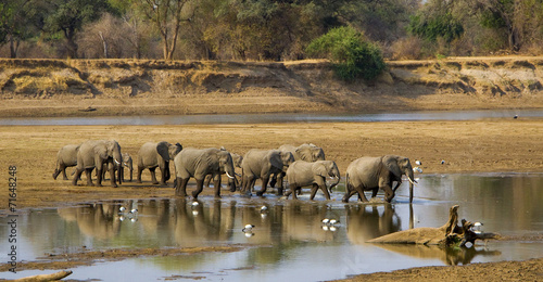 Large elephant herd crossing Luangwa river in Zambia