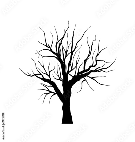 Sketch of dead tree without leaves   isolated on white backgroun