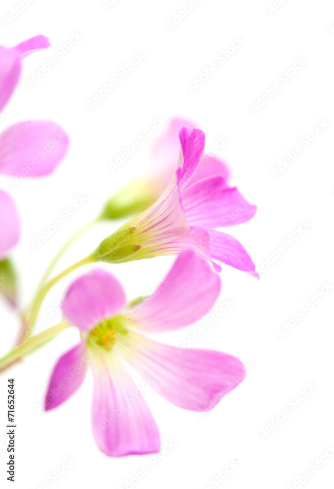 Pink flowers of Oxalis corymbosa