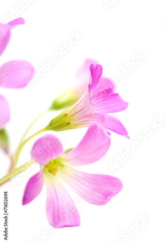 Fototapeta Naklejka Na Ścianę i Meble -  Pink flowers of Oxalis corymbosa