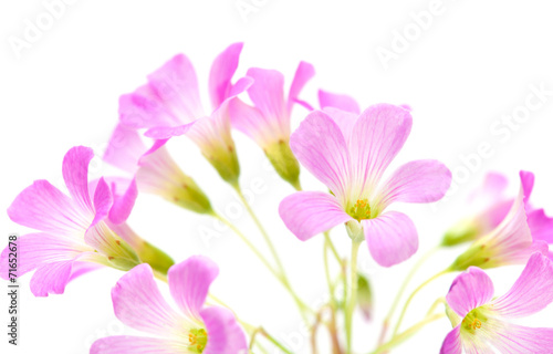 Pink flowers of Oxalis corymbosa