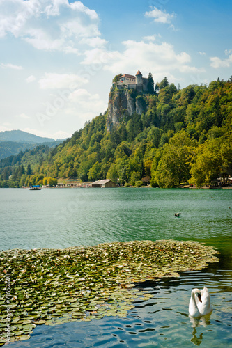 water lilies and swan on Bled Lake