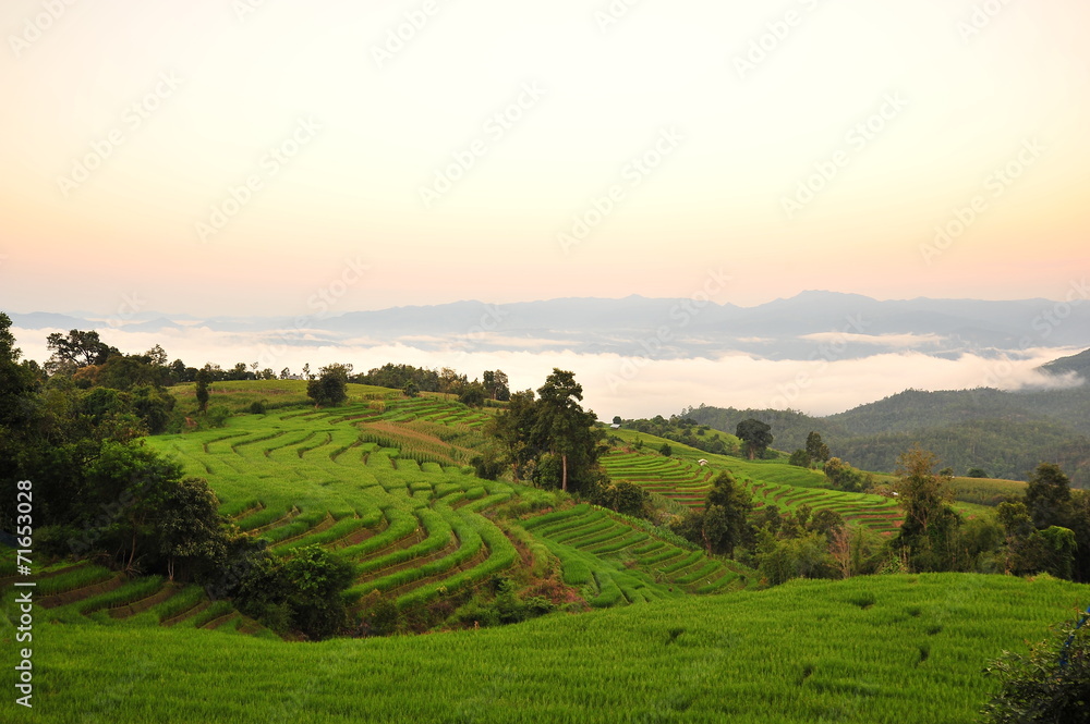 Naklejka premium Rice Paddy Fields Landscape