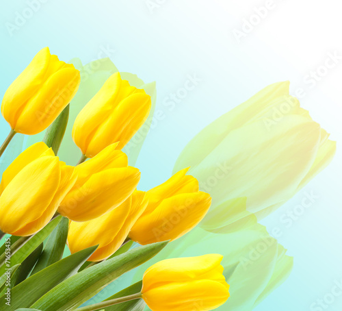 Beautiful tulips on light background