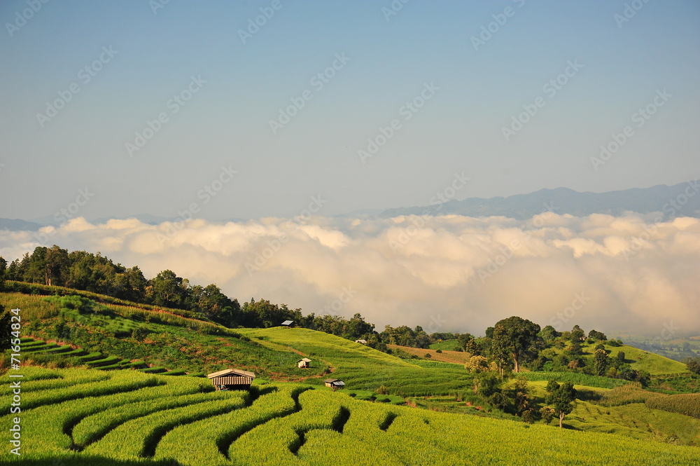 Rice Paddy Fields Landscape